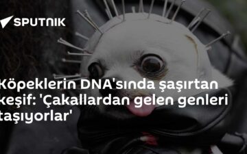 çakallara yönelik genetik izler