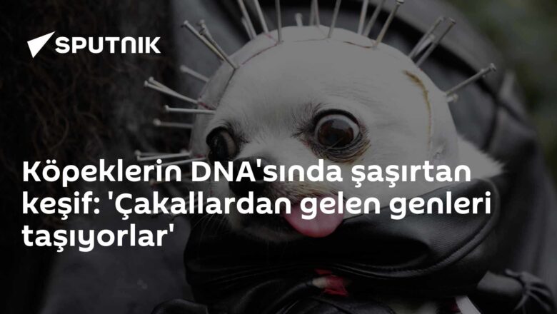 çakallara yönelik genetik izler